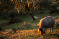 Cerdo 100% ibérico en la dehesa de Jabugo durante la montanera